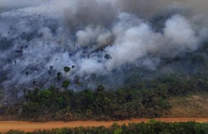 En Brasil, la selva amazónica sufrió en 2024 un número récord de incendios en 17 años