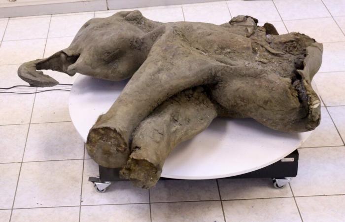 Rusia presenta el cuerpo preservado de una cría de mamut de 50.000 años