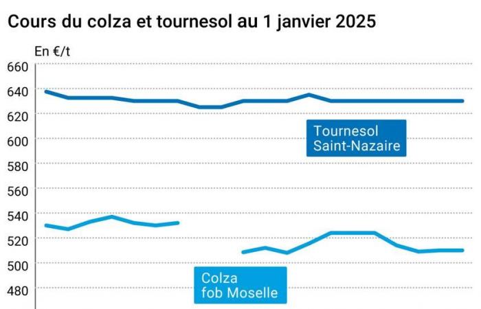 COTidienne | Semillas oleaginosas – Los precios de la colza en febrero cierran el año 2024 a la baja en Euronext, a diferencia de los siguientes plazos que aumentan