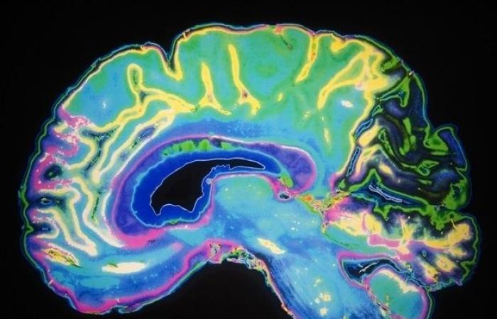 Un antiguo circuito cerebral estabiliza la mirada durante el movimiento en las primeras etapas del desarrollo