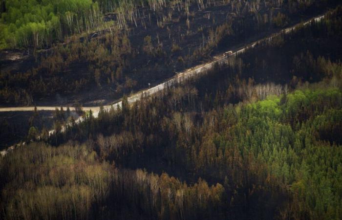 Estudio científico: los bosques son más propensos a los incendios que antes