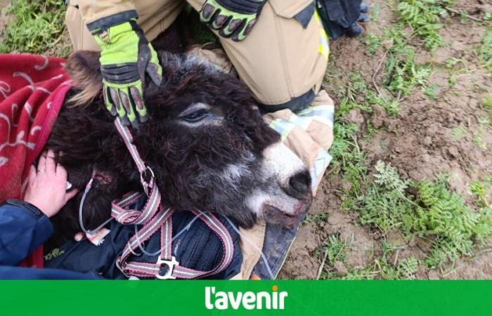 Tinlot: Romeo, el burro asustado por los fuegos artificiales, tuvo que ser sacrificado