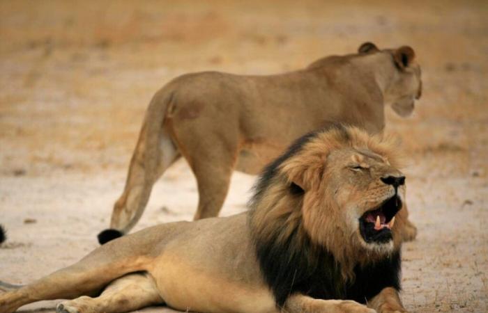 Zimbabue: niño vivo después de cinco días en un parque con leones