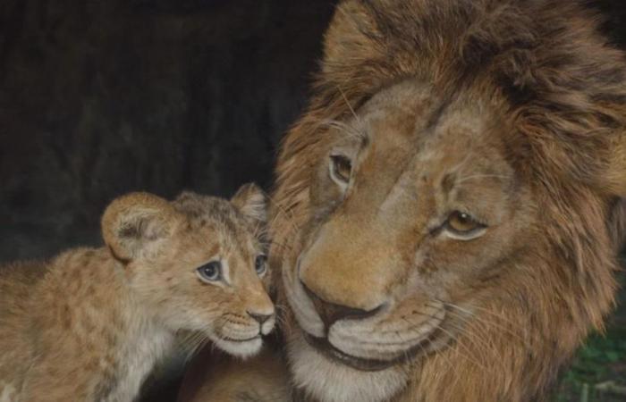 El Rey León sigue reinando en la taquilla francesa