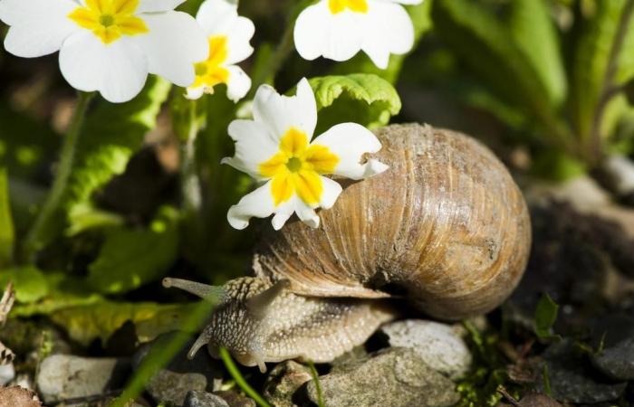 Fauna suiza: el caracol seto, el animal del año 2025