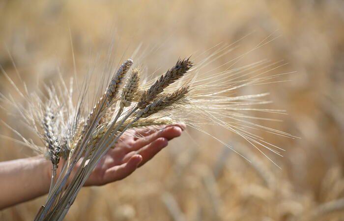 En diciembre, el índice de precios de los alimentos de la FAO registra un ligero descenso respecto al mes anterior – Mundo