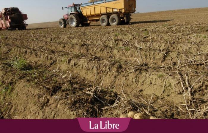 “Tenemos que cambiar el sistema si queremos seguir cultivando patatas en Bélgica”