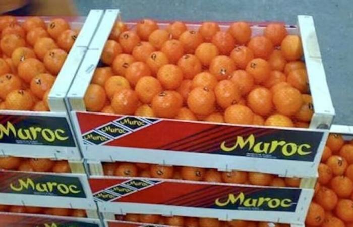 Marruecos camino de alcanzar un récord de exportación de cítricos