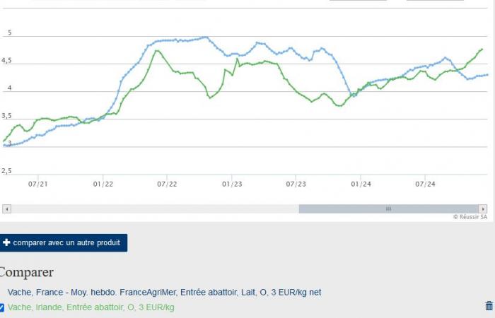 Vacas lecheras: los precios irlandeses superan a los franceses