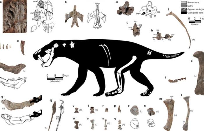 Descubrimiento fósil del ancestro más antiguo de los mamíferos ????