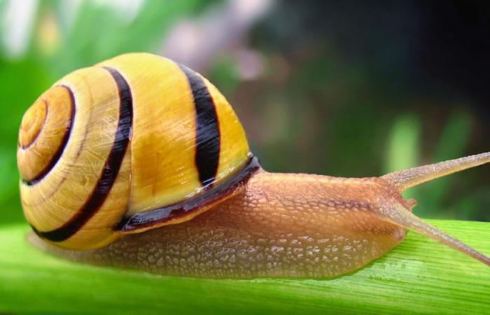 El animal del año 2025 es el caracol de bosque.