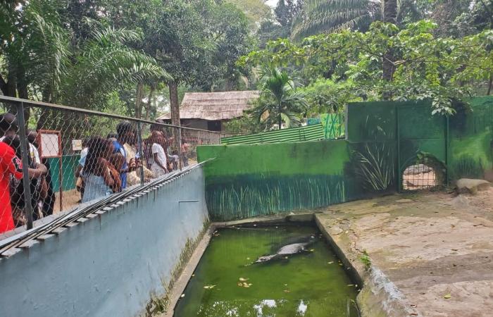 Una verdadera “trampa para turistas” en Brazzaville, ¡los niños se lo pasan genial!