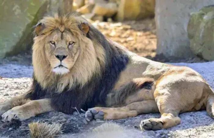 Niño encontrado vivo después de cinco días entre leones