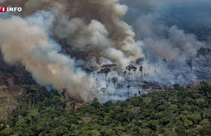 La Amazonia brasileña vive los incendios más numerosos en 17 años: ¿qué significa eso?