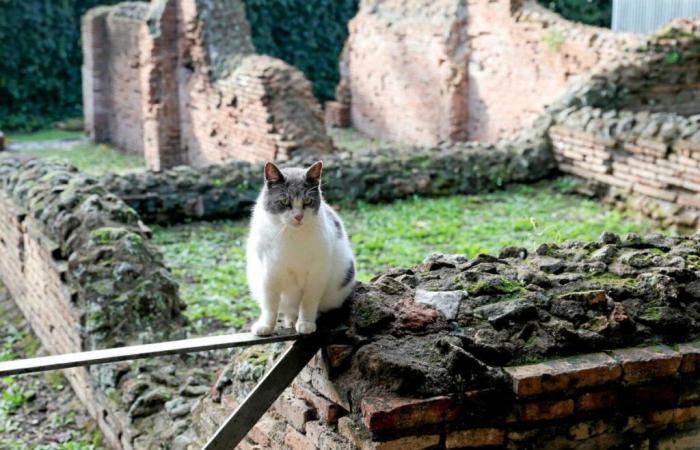 ¿Nos dirigimos hacia una pandemia de gripe aviar debido a… los gatos?