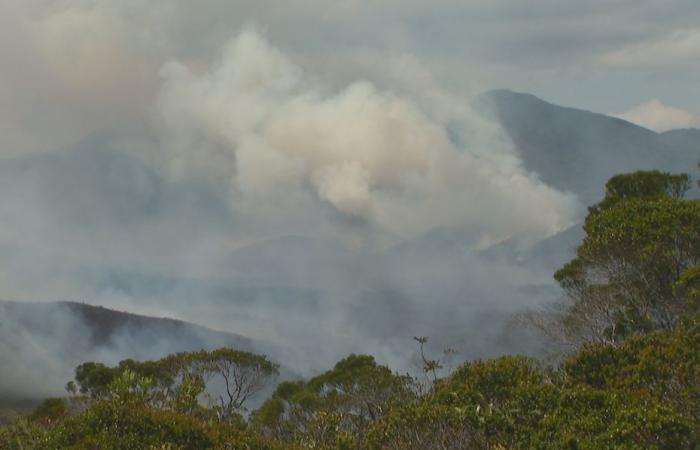 Incendio en la llanura de Prony: endemismo amenazado