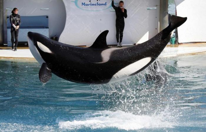 El parque vive su último fin de semana, ¿qué futuro para las orcas?