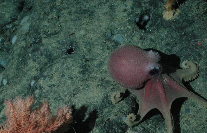 Los biólogos ya han encontrado el animal que se hará con el control del planeta cuando desaparezcamos… ¡El pulpo, por supuesto!