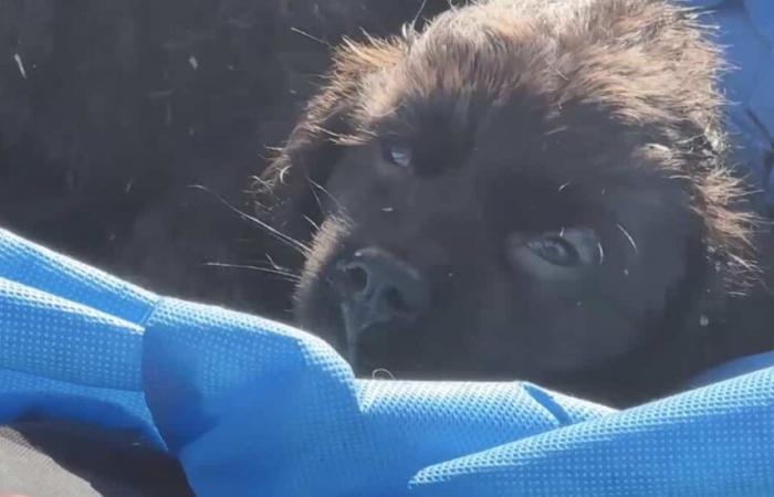 Más de 500 animales muertos en incendio en centro comercial de Texas