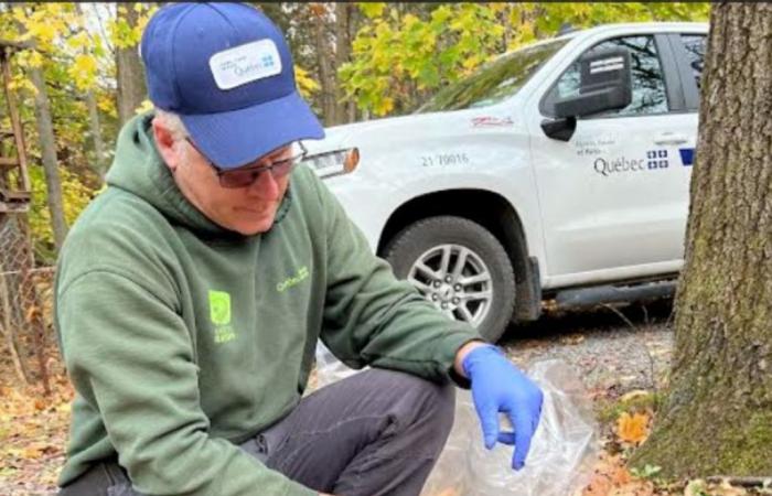 La rabia del mapache está a 300 metros de Quebec.