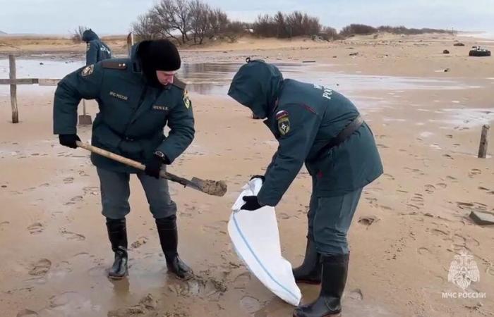 Más de 30 cetáceos encontrados muertos en el Mar Negro, lamenta una ONG