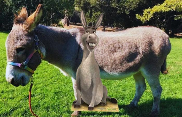 Perry, el burro que sirvió de modelo para “El Burro” en Shrek, murió sacrificado a los 30 años