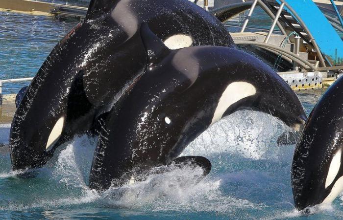 Después de más de 50 años de existencia, el Marineland de Antibes cerró sus puertas al público este domingo