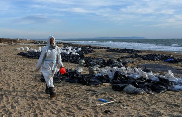 Derrame de petróleo en Rusia | Más de 30 cetáceos encontrados muertos en el Mar Negro