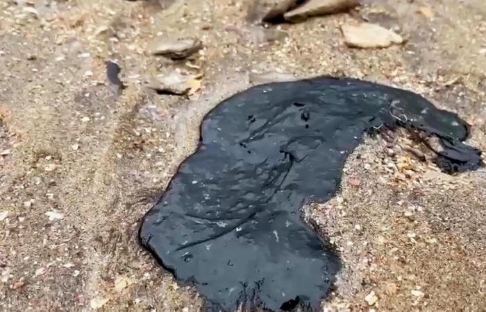 Más de 30 cetáceos encontrados muertos tras el hundimiento de dos petroleros en el Mar Negro – rts.ch