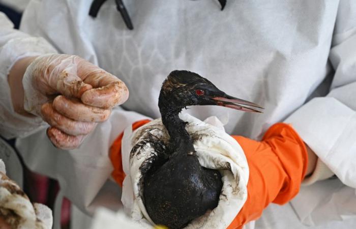 Derrame de petróleo en Rusia | Más de 30 cetáceos encontrados muertos en el Mar Negro