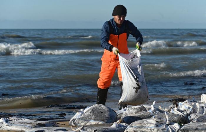 Derrame de petróleo en Rusia | Más de 30 cetáceos encontrados muertos en el Mar Negro