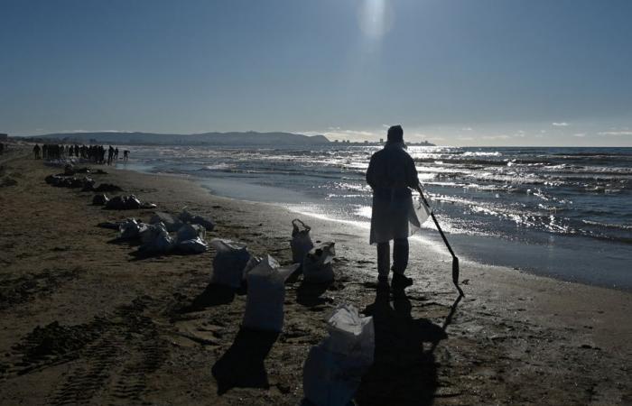 Derrame de petróleo en Rusia | Más de 30 cetáceos encontrados muertos en el Mar Negro