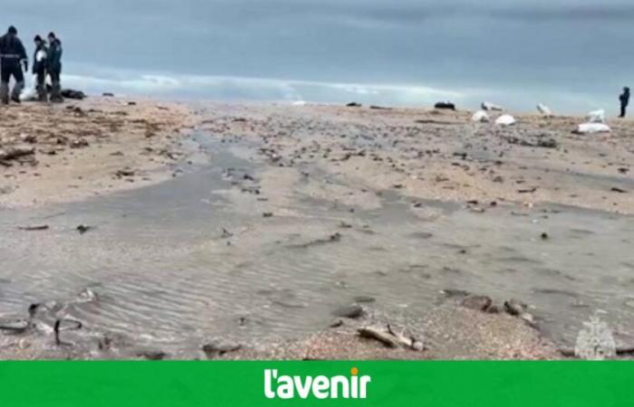 Más de 30 cetáceos encontrados muertos en el Mar Negro