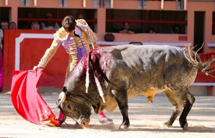 Maxime Solera and Alberto Lamelas, pillars of the Feria de la Crau