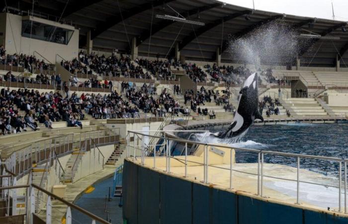 Tres preguntas sobre el cierre permanente de Marineland en Antibes, el zoológico marino más grande de Europa