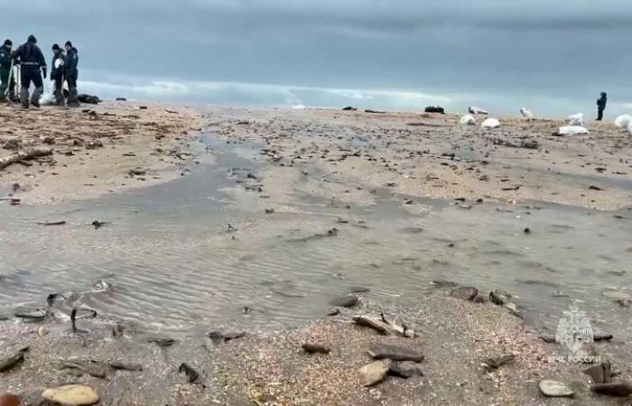 Más de 30 cetáceos encontrados muertos en el Mar Negro (ONG)