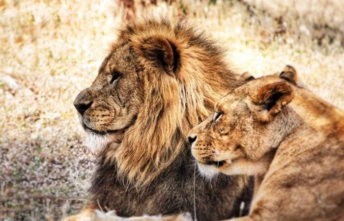 Un niño de 7 años encontrado cinco días después de desaparecer en un parque natural infestado de leones