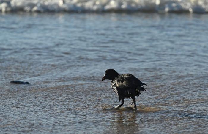 Derrame de petróleo en Rusia | Más de 30 cetáceos encontrados muertos en el Mar Negro