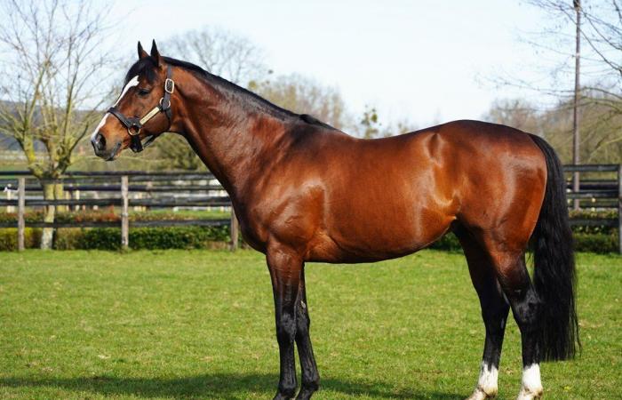 Lucky Nonantais y el primer éxito en obstáculos de tipo negro de Bande