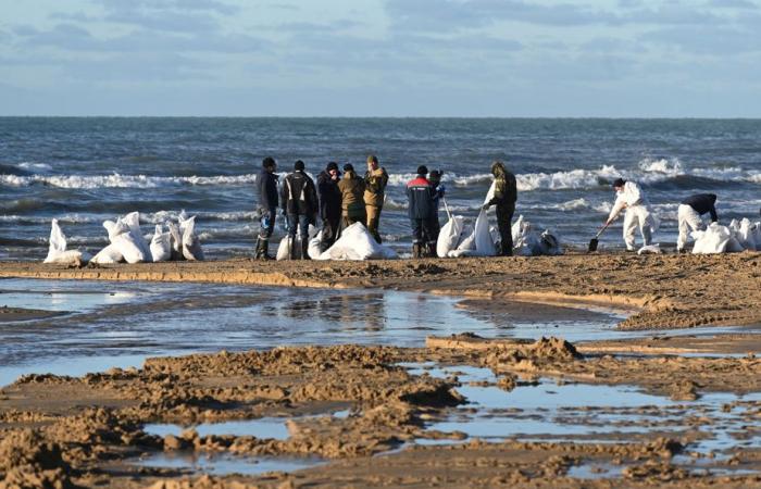 Derrame de petróleo en Rusia | Más de 30 cetáceos encontrados muertos en el Mar Negro