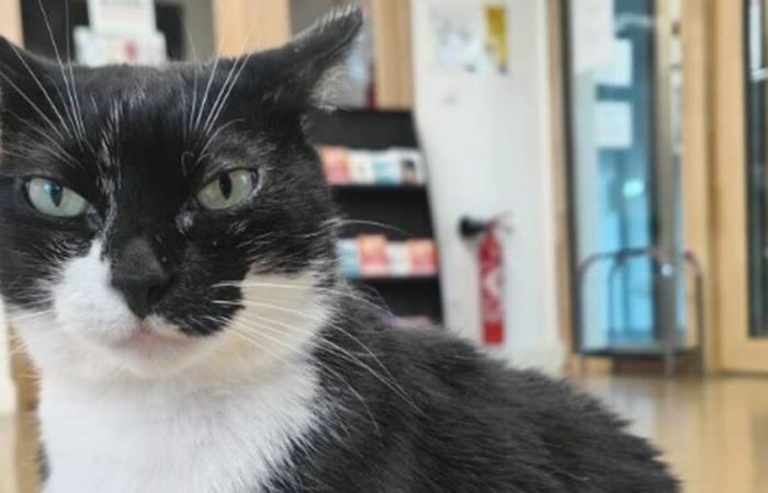 Dijon. Nacido en una residencia de Crous y convertido en su mascota, el gato Mimine está amenazado de expulsión