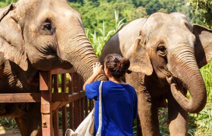 Muere un turista español de 22 años mientras bañaba a un elefante