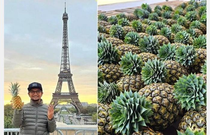 Malasia aumenta las exportaciones de piña a Francia y Nueva Zelanda