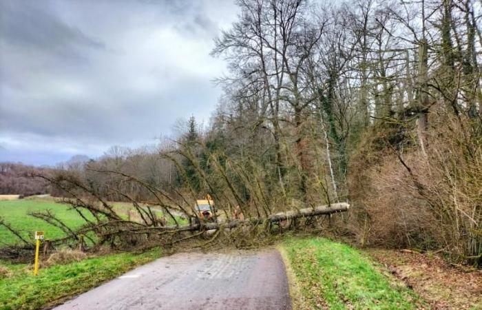 Árboles que yacen en las carreteras alrededor de Colombey