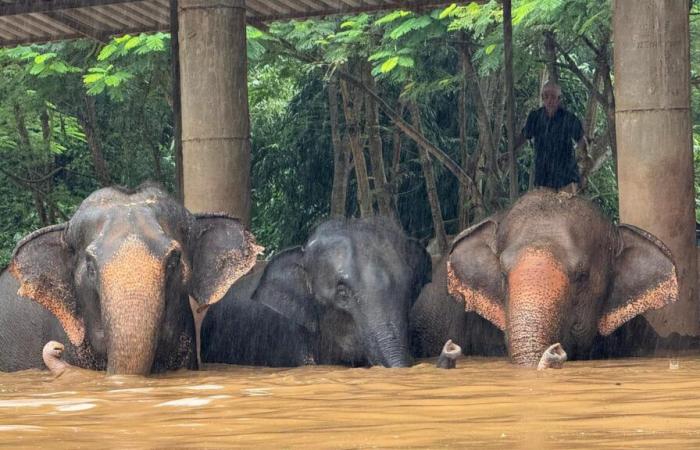 Estudiante española de 22 años asesinada por un elefante al que estaba bañando