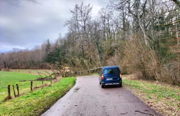 Árboles que yacen en las carreteras alrededor de Colombey