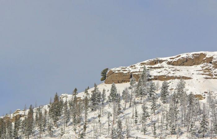 ¿Puedes ver la “cabeza de alce” entre la nieve en Yellowstone?