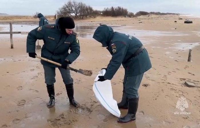 Costas contaminadas, 30 marsopas muertas, cooperación internacional imposible… Lo que sabemos sobre el derrame de petróleo en Crimea