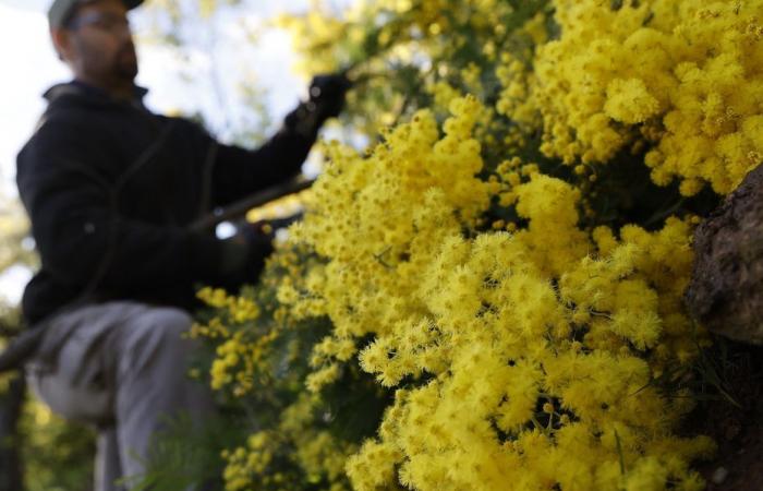 La cosecha de mimosa es catastrófica en la Costa Azul.