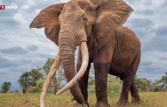 una joven turista asesinada por un elefante al que estaba lavando